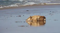 La grande famille des chiens