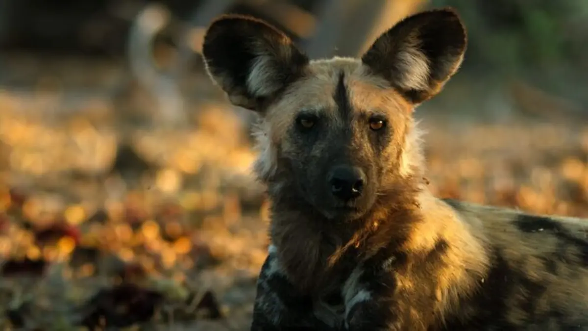 La grande famille des chiens Les clés du succès