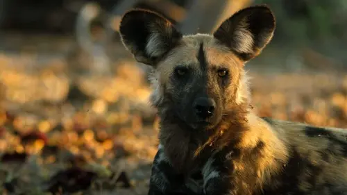 La grande famille des chiens Les clés du succès