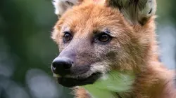 La grande famille des chiens Protection rapprochée