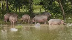 La grande invasion E01 Des hippopotames