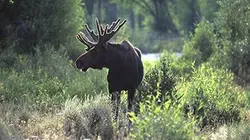 La grande invasion E03 Des élans