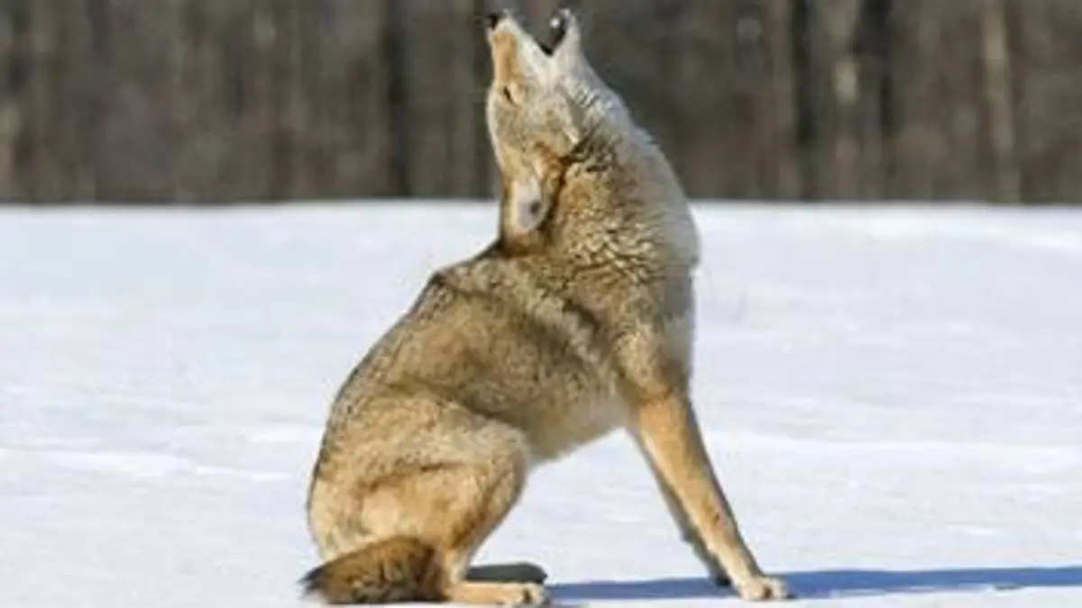 La grande invasion E04 Des coyotes