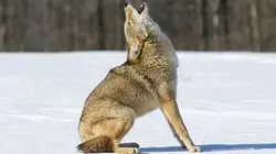 La grande invasion E04 Des coyotes