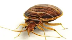 La grande invasion E05 Des punaises de lit