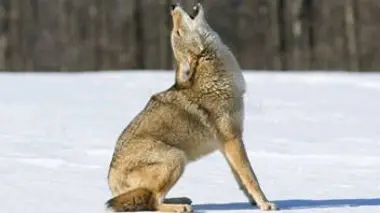 La grande invasion E04 Des coyotes