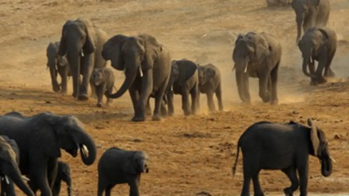 La grande marche des éléphants