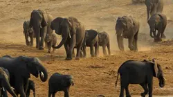 Visuel de La grande marche des éléphants