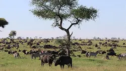 La grande migration S01E03 La traversée