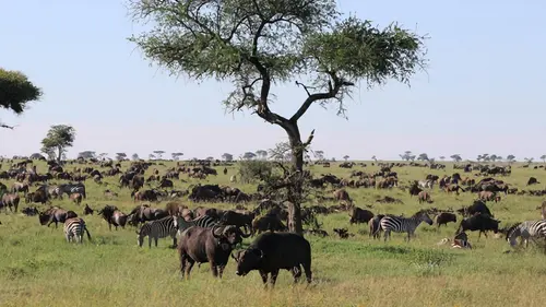La grande migration S01E03 La traversée