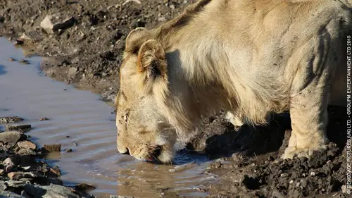 Casting La grande migration S01E01 Le début du cycle