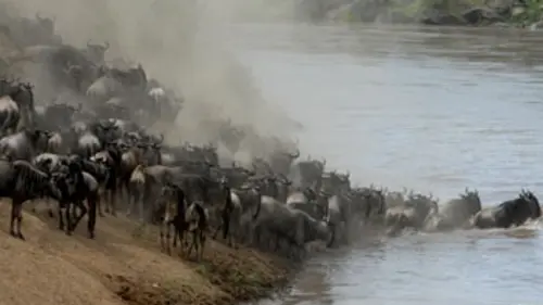 La grande migration des gnous