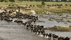 Visuel de La grande migration des gnous