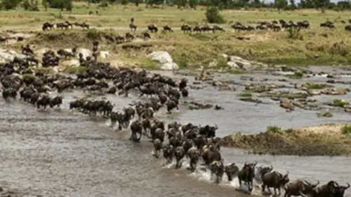 La grande migration des gnous