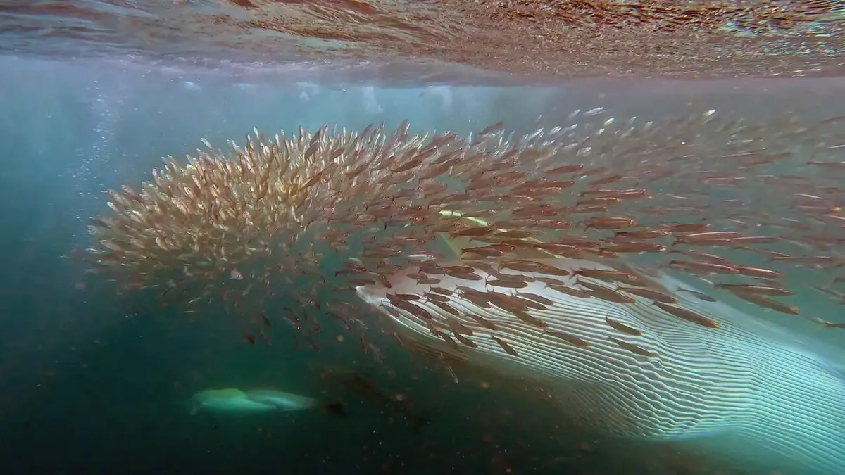 La grande migration des poissons d'argent
