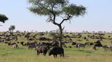 La grande migration S01E03 La traversée