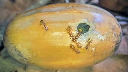 La grande parade des insectes Fourmis
