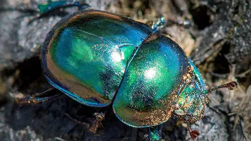 Épisodes de La grande parade des insectes