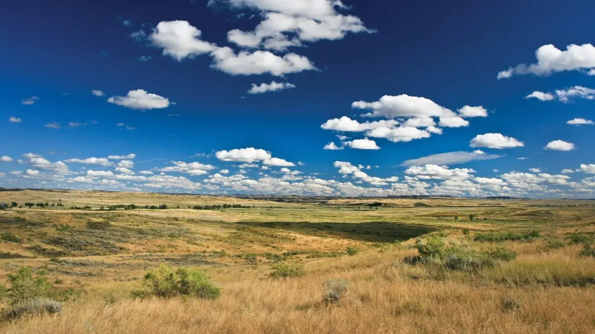 La grande prairie, le pacte du bison