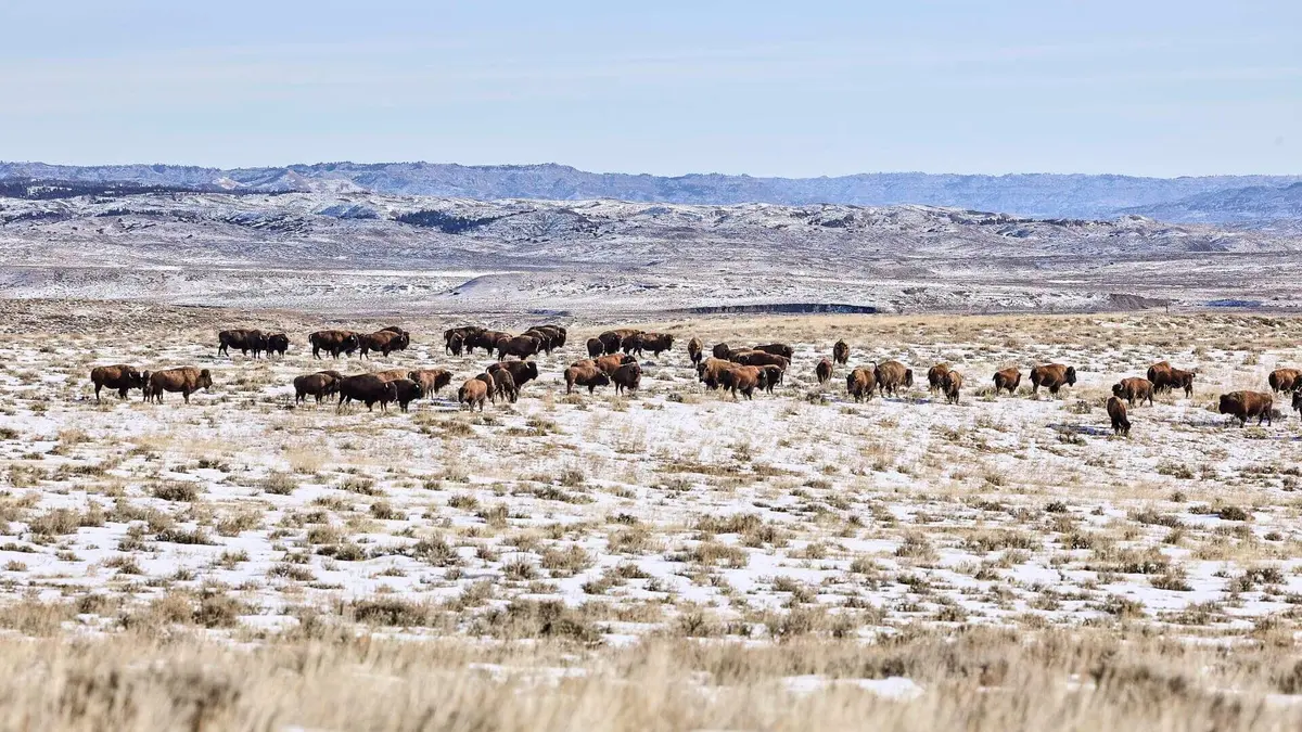 La grande prairie, le pacte du bison