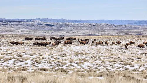 La grande prairie, le pacte du bison