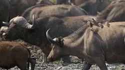 Sur Animaux à 20h35 : La grande sécheresse