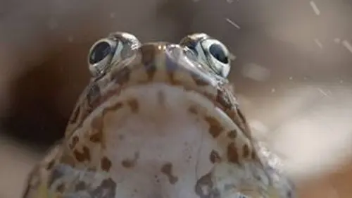 La grande sécheresse