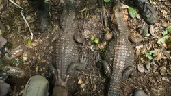 La grotte des crocos