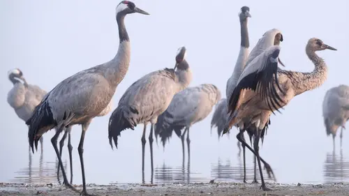 La grue cendrée : Sur les ailes d'une géante