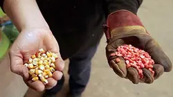 La guerre des graines
