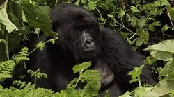 Visuel de La guerre des grands singes