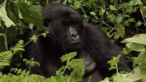La guerre des grands singes