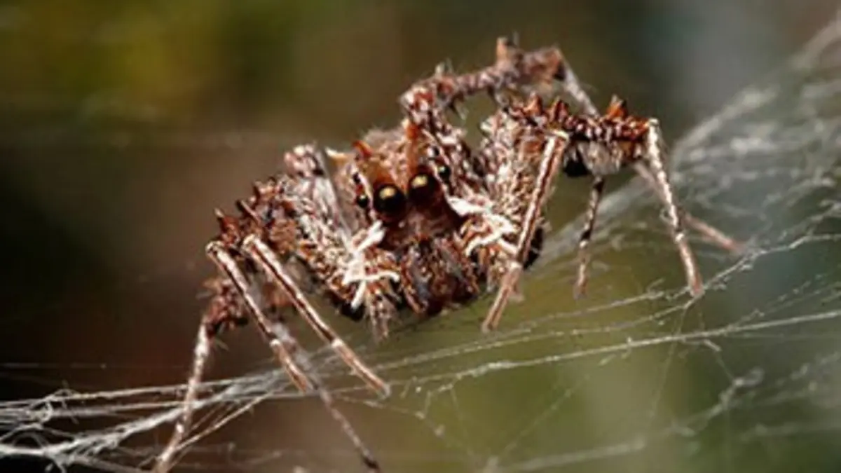 La guerre des insectes