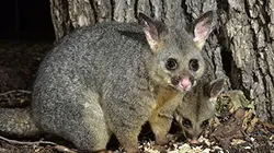 Visuel de La guerre des opossums