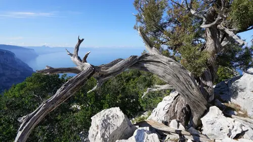 La harde sauvage : Libres chevaux de Sardaigne