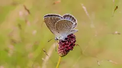 La Hollande sauvage E02 La faune des polders
