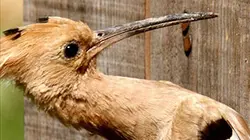 Visuel de La huppe, le vigneron et le charpentier