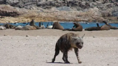 La hyène du Namib