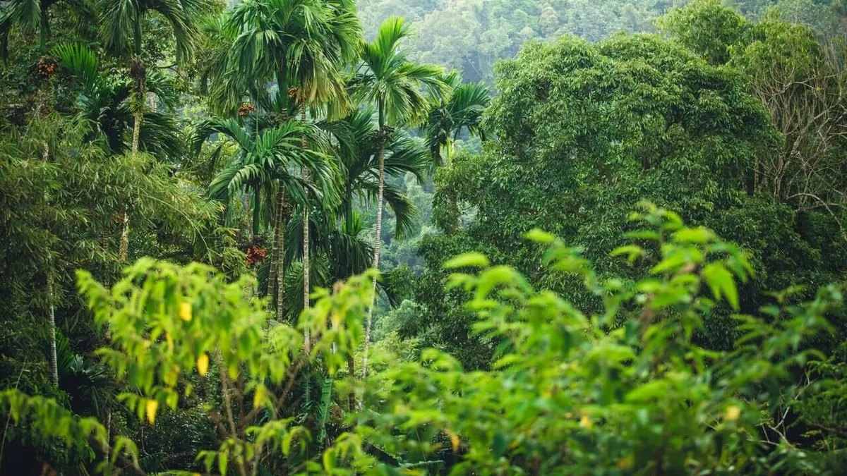 La jungle, mon père et Ed Stafford