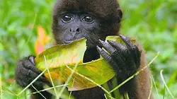 Visuel de La légende de Tsewa et les princes des cimes