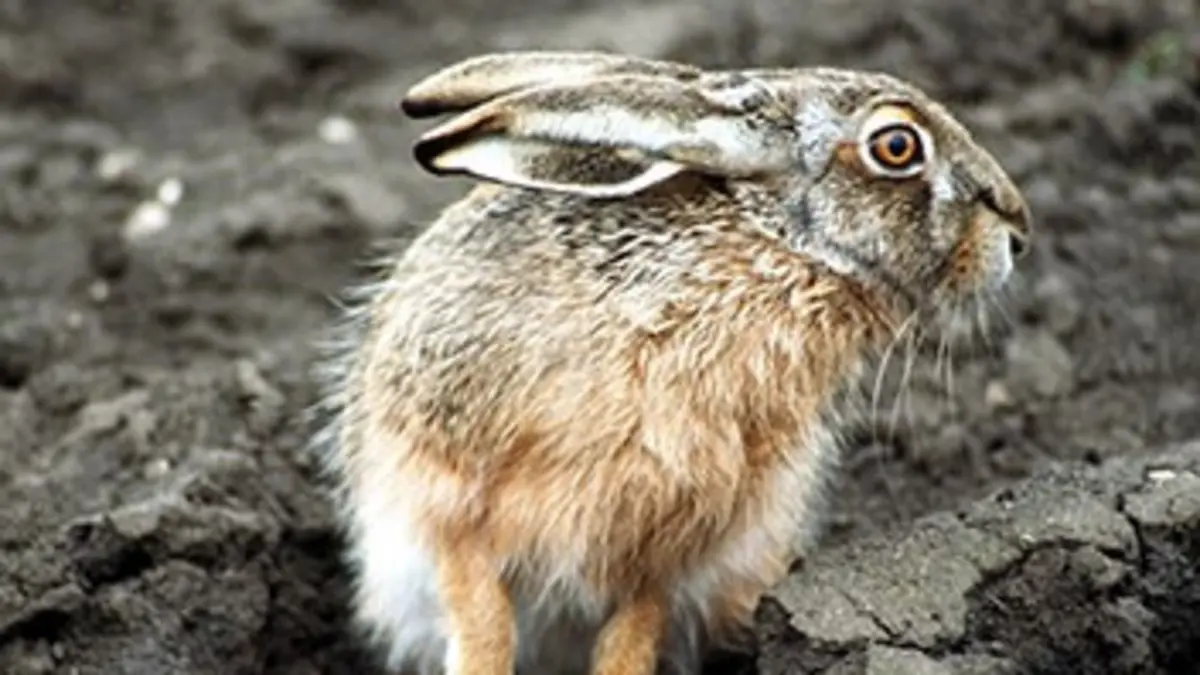 La légende du lièvre et du soleil