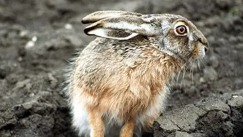 La légende du lièvre et du soleil