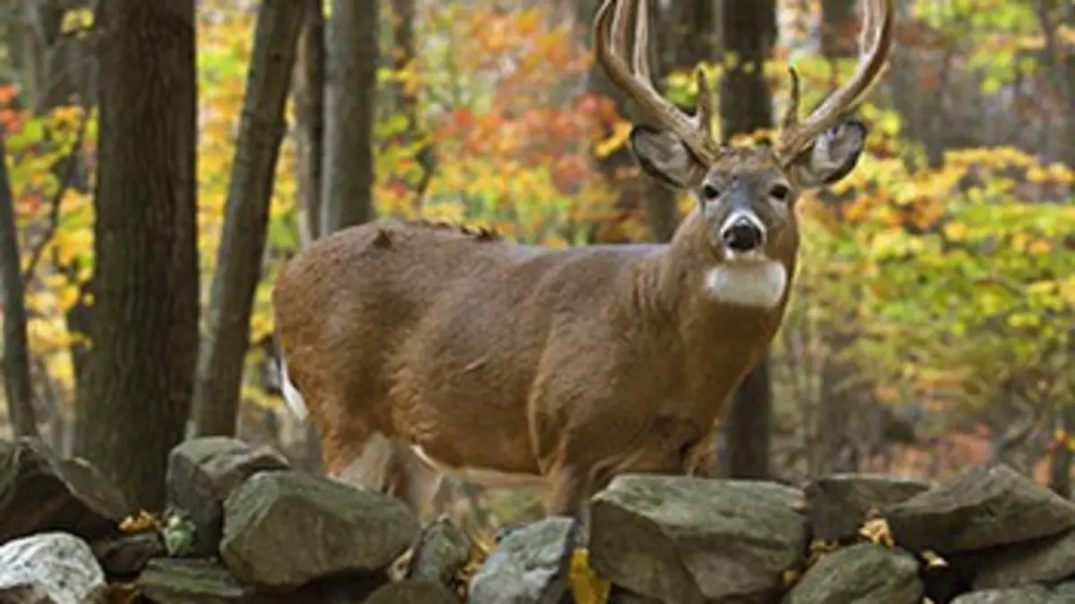La liberté du cerf de Virginie