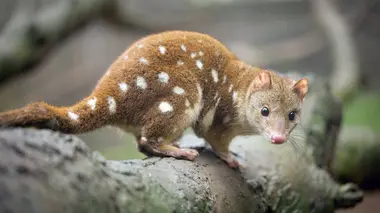 Des royaumes isolés