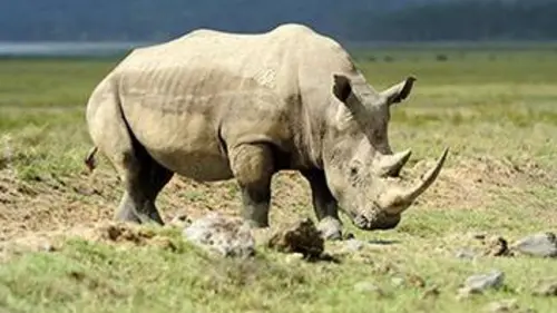 La liste rouge E01 Les rhinocéros