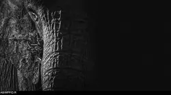 La liste rouge E05 Les guépards