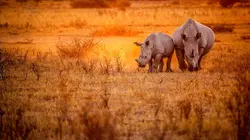 La liste rouge E01 Les rhinocéros