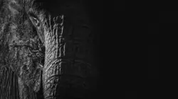 La liste rouge E03 Les éléphants