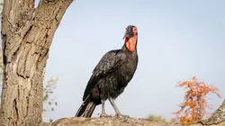 La liste rouge E05 Les guépards