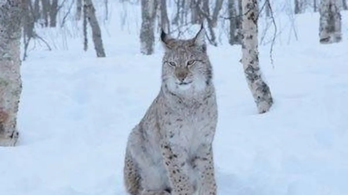 La loi de la survie Intelligence animale